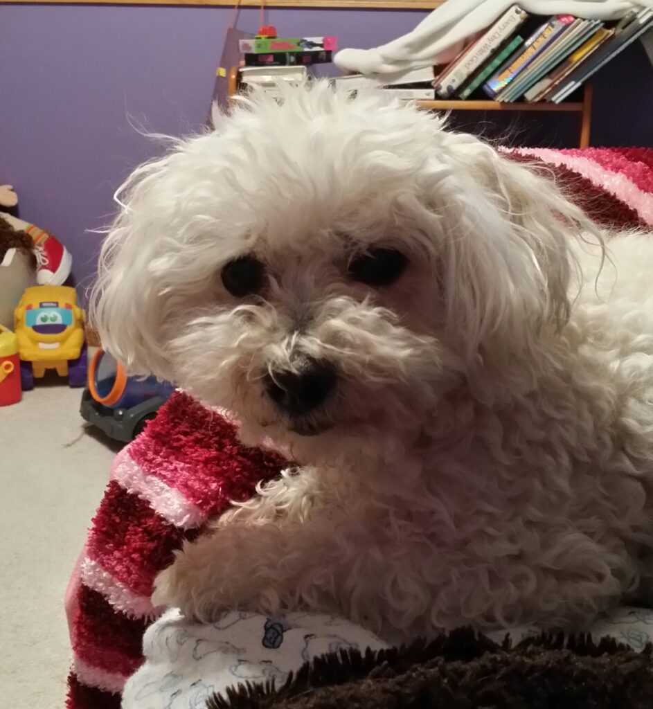 Small white dog resting on a blanket